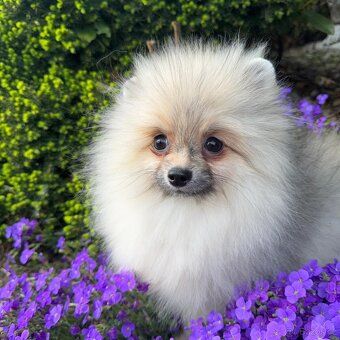 Pomeranian s p.p - 5