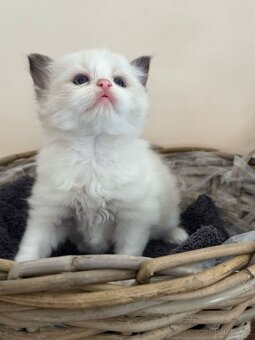 Ragdollí láska na celý život – koťátka s PP k rezervaci - 5