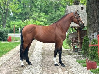 Jumping Horse Forsale - 5