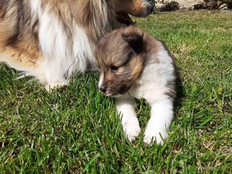 Pejsek Sheltie s PP - 5