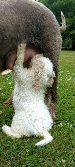 Lagotto Romagnolo s PP - 5