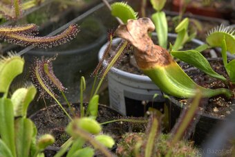 Masožravé rostliny - Rosnatka Kapská - 5