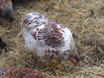 Wyandotka zdrobnělá zlatá bíle lemovaná - kohouti - 5