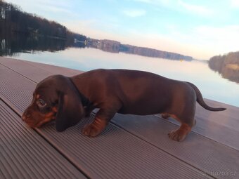 Trpasličí hladkosrstý jezevčík - 5