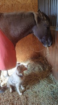 Border kolie x australak - 5