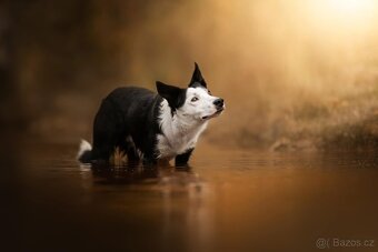 Border kolie pes ke krytí - 5