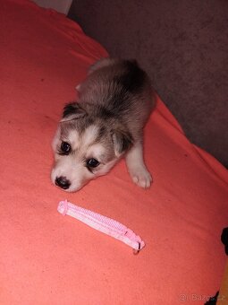 Rezervace husky štěňat - 5