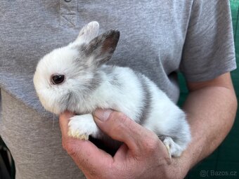 ♥️zakrslý králík - mimča již k odběru 🐰 - 5