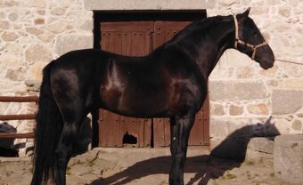 Černý andaluský PRE v Polsku valach - 5