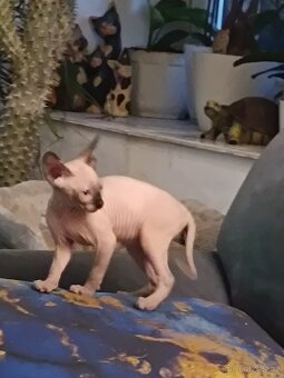 SPHYNX - 5