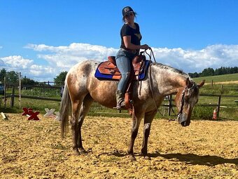 Valach Appaloosa - 5