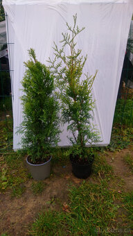 Thuje tuje tujky brabant 70-90cm - 5