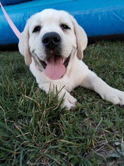 labrador Labradorský retrívr - 5