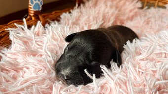 🐶Štěňata 🐶 - 5