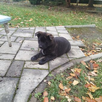Štěňátka křížence Akita Inu - 5