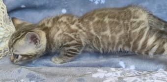 Bengálská kočka s Pp - 5