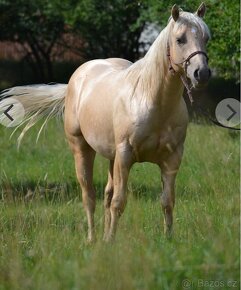 Appaloosa/Quarter horse - 5