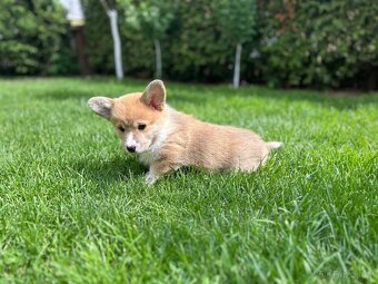 Welsh corgi pembroke - 5
