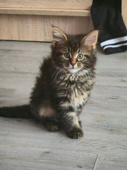 Maine Coon - 5