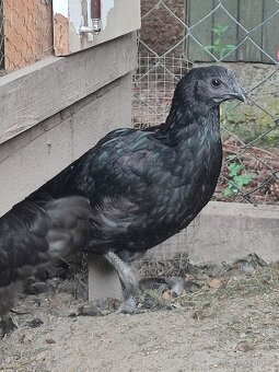 Slepička Ayam Cemani (Cemanská slepice) - 5
