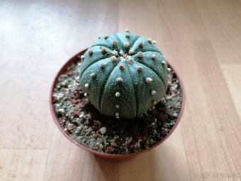 Hezký beztrnný kaktus Astrophytum Asterias Mexiko USA - 5