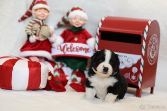 Miniaturní americký ovčák - 5