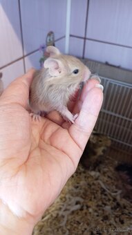 Osmák Degu - 5