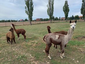 Lama alpaka - mláďata - 5
