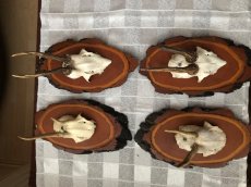 Krásné paroží srnčí - myslivecká trofej - 5