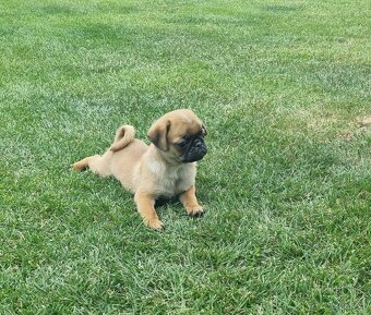 Mops - 5