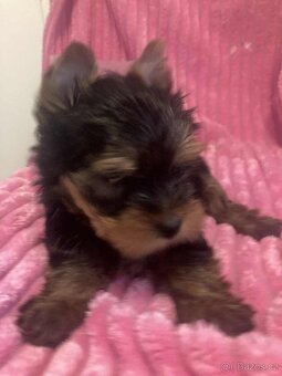 Jorkšírský teriér - 5