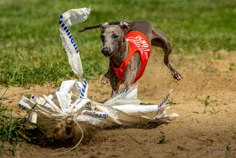 Italský chrtík s PP - 5