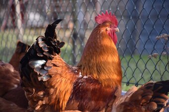 NV hempširky velké - 5