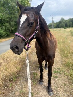 Roční klisna welsh part bred s PP - 5