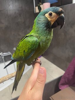 Koupím samičku Ary Marakány - 5