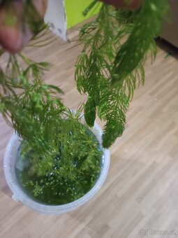 Růžkatec ,egeria densa,šneci - 5