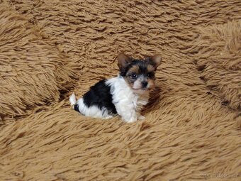 Biewer Yorkshire Terrier - štěňátko pejsek - 5