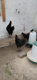 Ayam cemani - 5