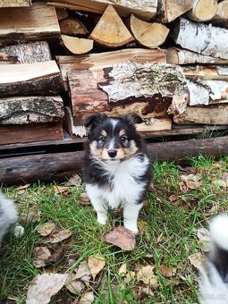 Owczarek szetlandzki piesek trikolor - 5