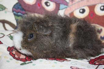 Dlouhosrstá morčátka kluci - 5