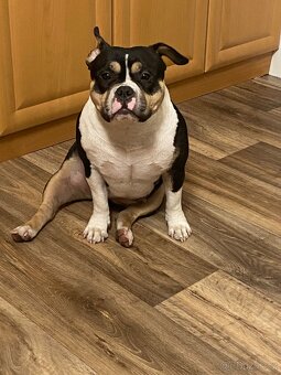 American Bully Pocket - 5