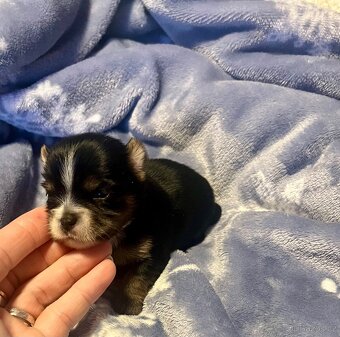 Jorkšírský teriér - 5