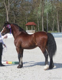 Welsh cob kobylka - 5