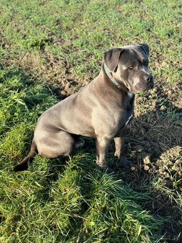 Cane Corso ke krytí - 5