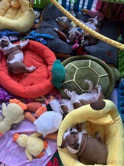 Anglicky bulldog buldog buldok - 5