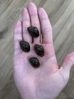 Africký šnek a vše potřebné pro ně - 5