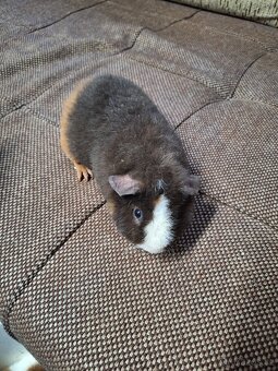 morče US teddy (4xsamec,2samice) - 5