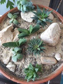 sukulent HAWORTHIA - 5