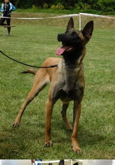 Belgický ovčák - Malinois s PP - 5