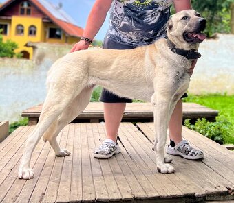 Kangal - štěňata s PP - 5